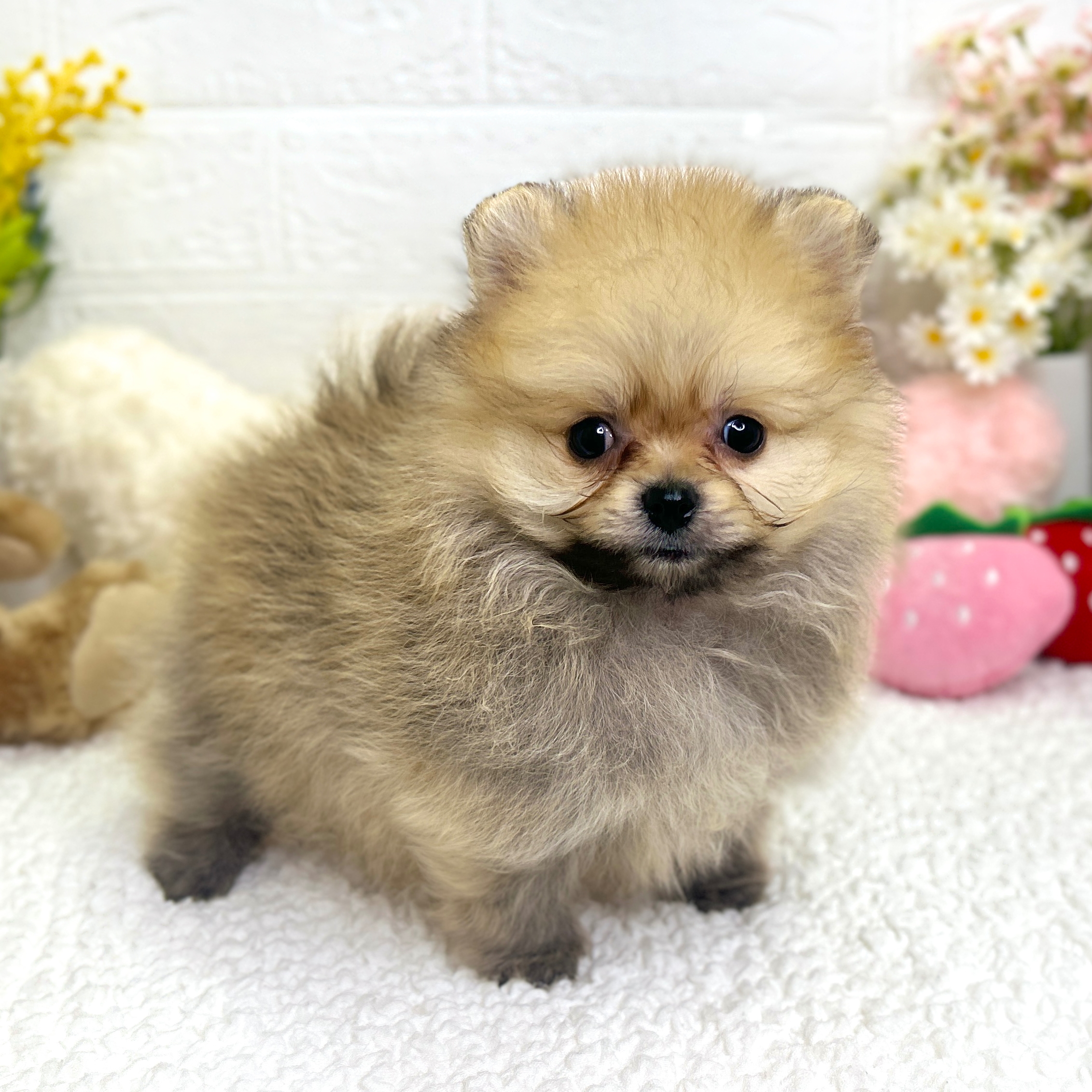 ♡セミオーダー受付中♡ポメちゃんとプリンセス犬26枚数限定超レア ♡セミオーダー受付中♡ポメちゃんとプリンセス犬26枚数限定超レア