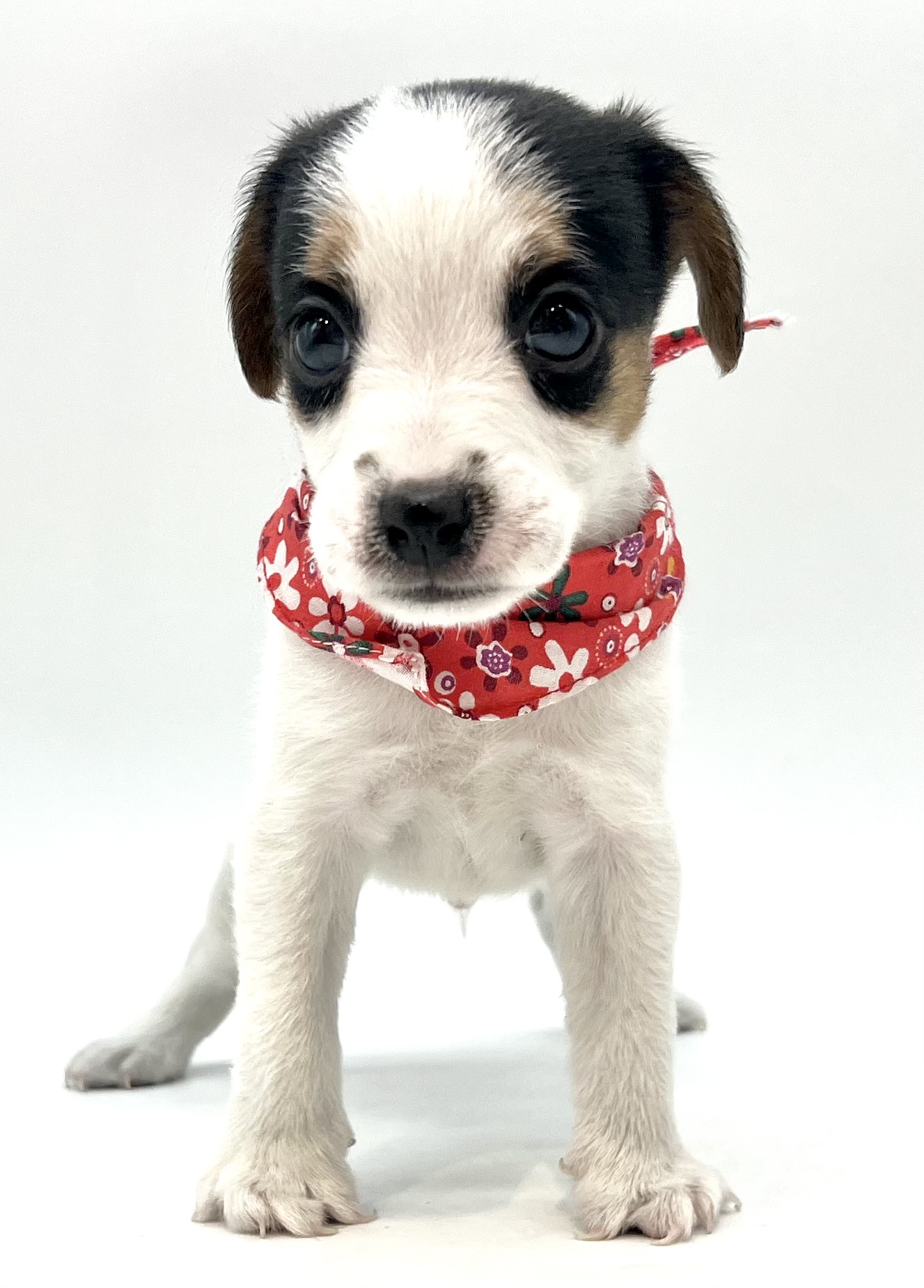 3匹 ヴィンテージ ベスウィック ジャックラッセルテリア 1955−72年