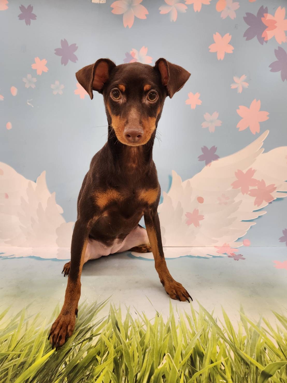 ミニチュア・ピンシャー - 日立店 | ペッツワン