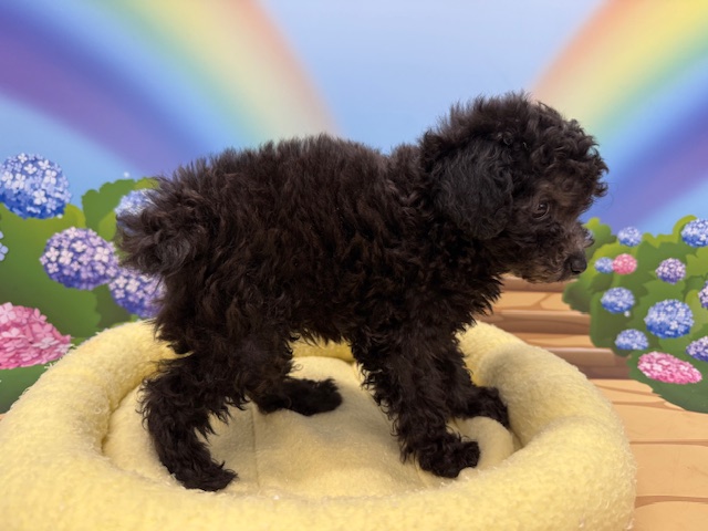 神奈川県のトイプードル(トイ) (ペッツワン秦野店/2025年3月20日生まれ/男の子/シルバー)の子犬の2枚目の画像