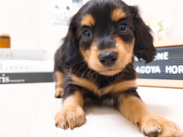 愛知県のハーフ犬・ミックス犬 (ペッツワン名古屋堀田店/2025年3月29日生まれ/女の子/ブラック)の子犬