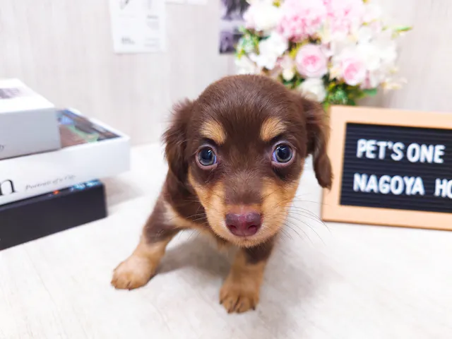 愛知県のハーフ犬・ミックス犬 (ペッツワン名古屋堀田店/2025年3月29日生まれ/男の子/ブラウン)の子犬