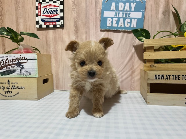 静岡県のハーフ犬・ミックス犬 (ペッツワン浜松都田テクノ店/2025年3月29日生まれ/女の子/クリーム)の子犬