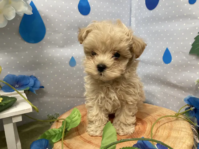 埼玉県のハーフ犬・ミックス犬 (ペッツワン羽生店/2025年3月27日生まれ/男の子/レッド)の子犬