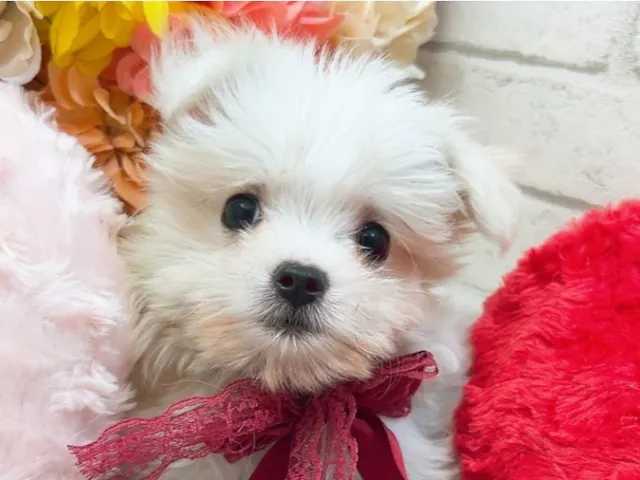 愛知県のハーフ犬・ミックス犬 (ペッツワン豊田四郷店/2025年2月2日生まれ/男の子/ホワイト)の子犬