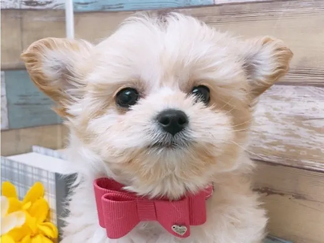 愛知県のハーフ犬・ミックス犬 (ペッツワン豊田四郷店/2025年3月5日生まれ/女の子/クリーム)の子犬