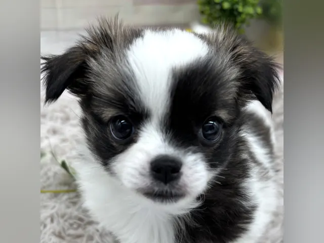 静岡県のハーフ犬・ミックス犬 (ペッツワン掛川店/2025年3月29日生まれ/女の子/その他色)の子犬