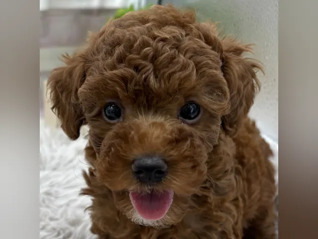 静岡県のトイプードル(トイ) (ペッツワン掛川店/2025年3月30日生まれ/女の子/レッド)の子犬