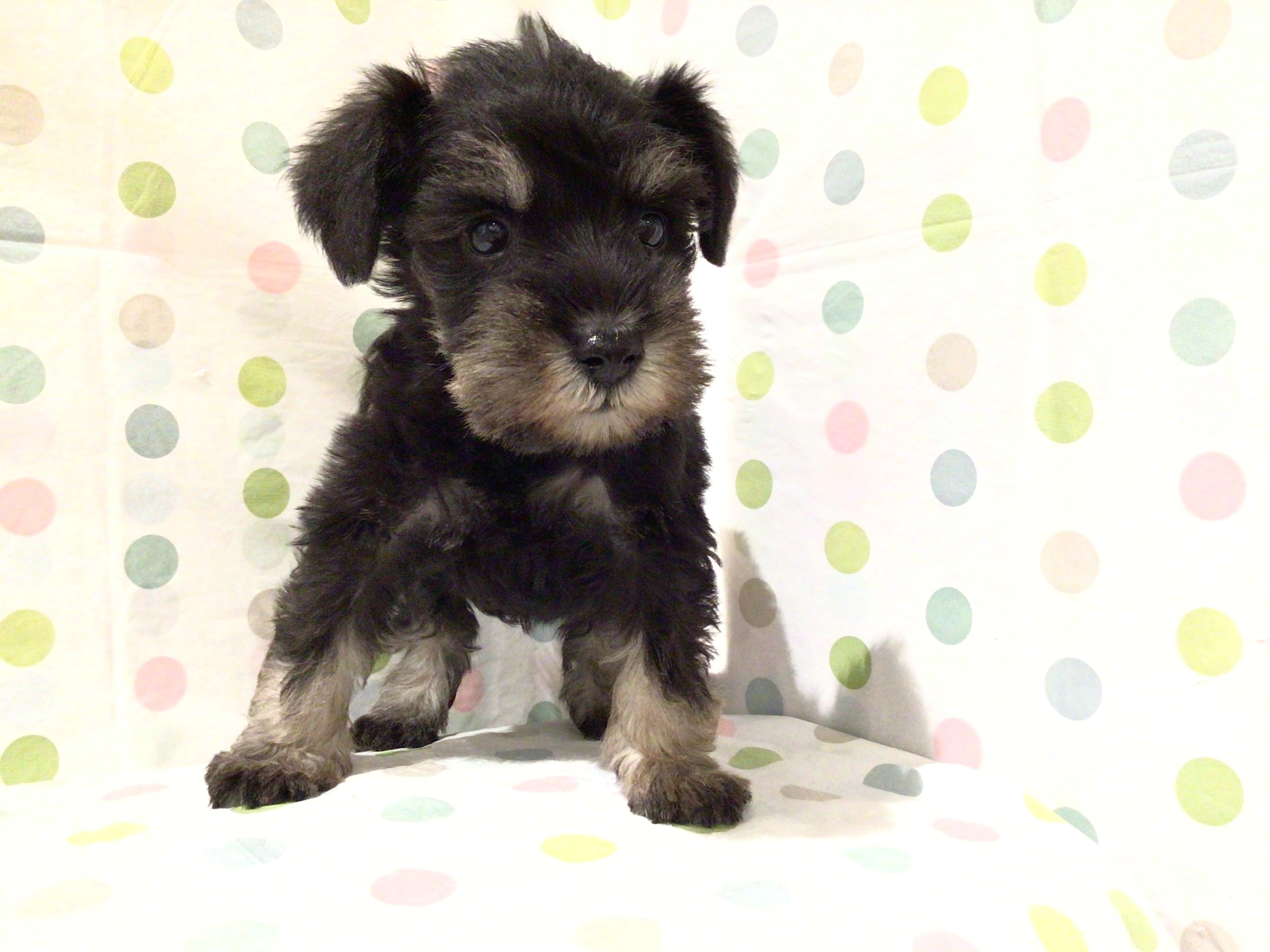 ミニチュアシュナウザー Wooden Art ki-gu-mi ミニチュアシュナウザー – 多組（TAKUMI