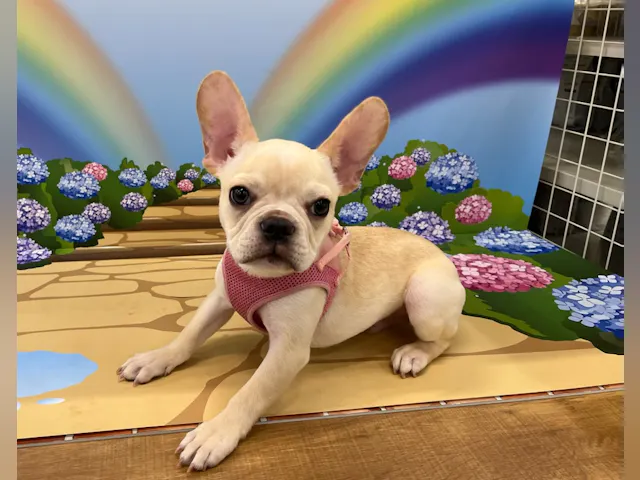 千葉県のフレンチブルドッグ (ペッツワン富津店/2025年1月18日生まれ/男の子/クリーム)の子犬