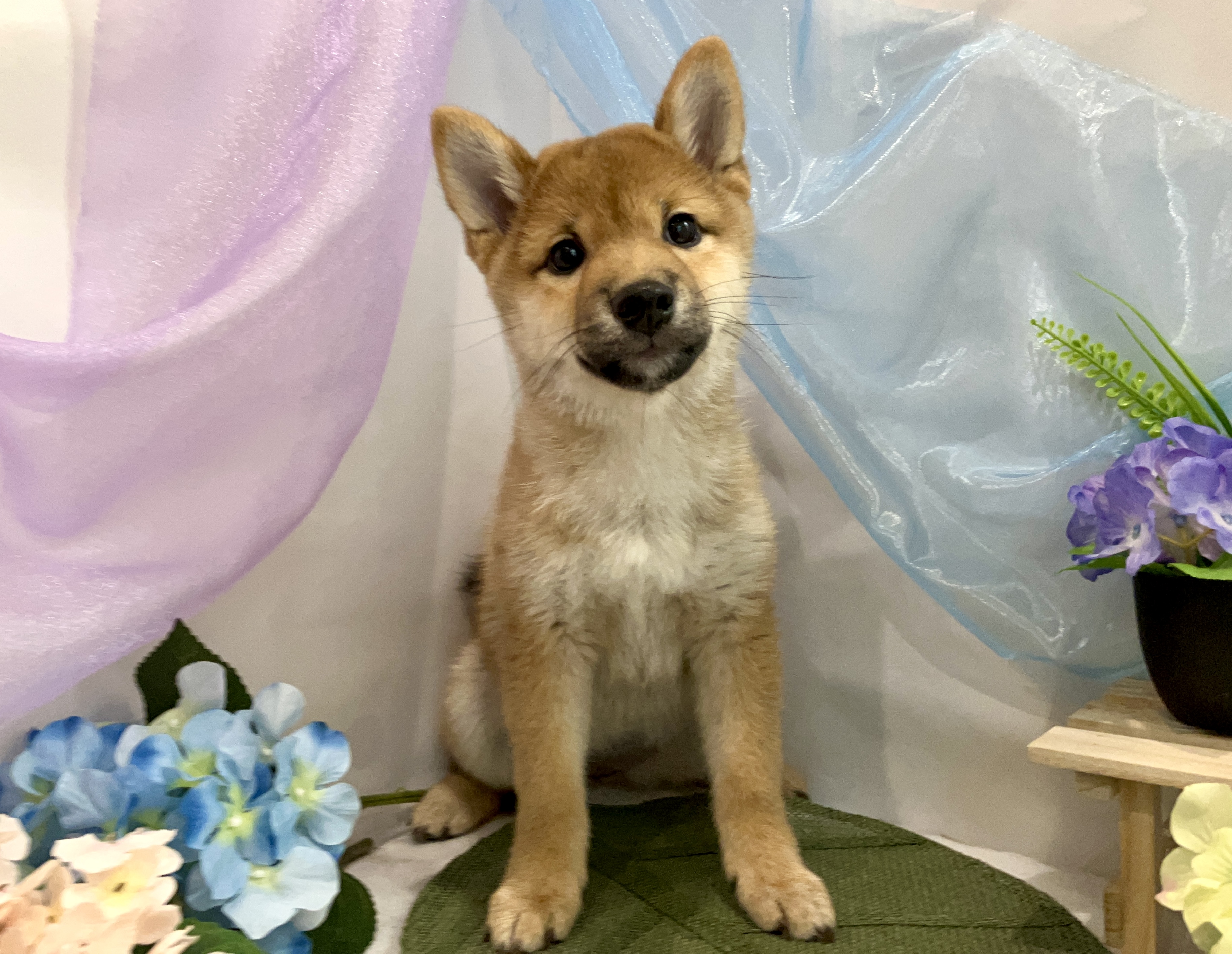 柴犬 - 四日市店 | ペッツワン