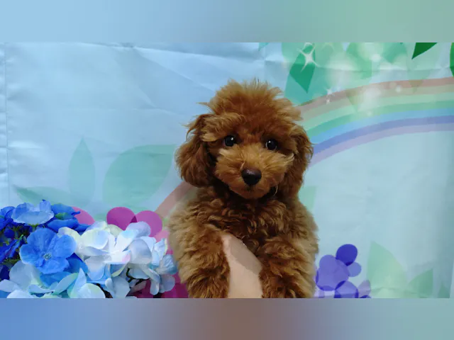 岐阜県のトイプードル(トイ) (ペッツワン関店/2025年2月11日生まれ/男の子/レッド)の子犬
