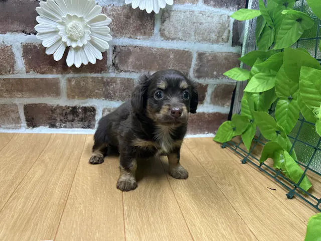 福島県のハーフ犬・ミックス犬 (ペッツワン白河モール店/2025年4月4日生まれ/男の子/チョコレートホワイト)の子犬
