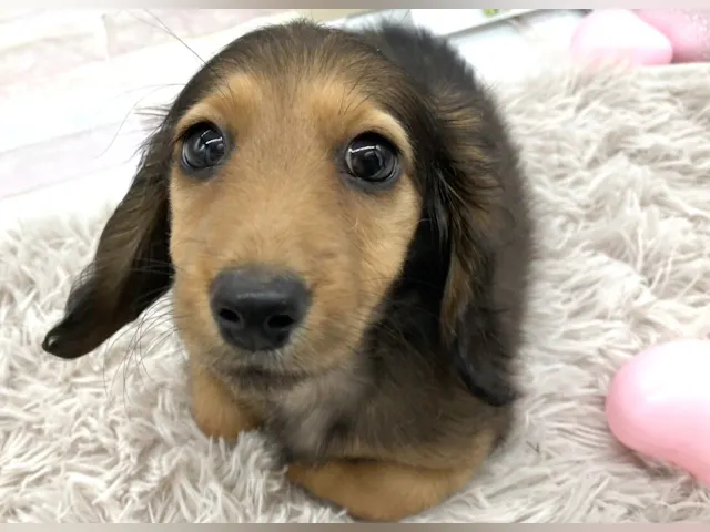 静岡県のカニンヘンダックスフンド(ロング) (ペッツワン掛川店/2025年3月26日生まれ/男の子/レッド)の子犬