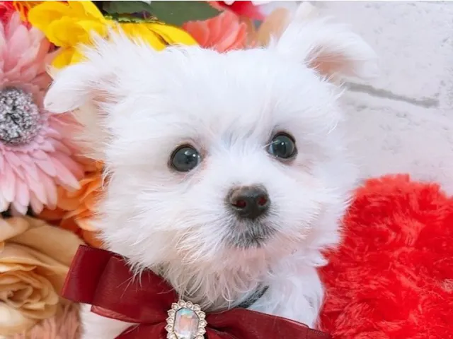沖縄県のハーフ犬・ミックス犬 (ペッツワンFCサンプラザ糸満店/2025年4月5日生まれ/男の子/ホワイト)の子犬