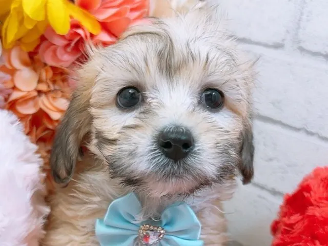 沖縄県のハーフ犬・ミックス犬 (ペッツワンFCサンプラザ糸満店/2025年2月9日生まれ/女の子/シェーデットクリーム)の子犬