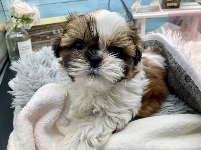 静岡県のシーズー (ペッツワン藤枝店/2025年3月30日生まれ/女の子/ホワイトゴールド)の子犬