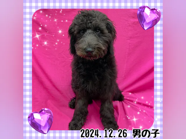 神奈川県のハーフ犬・ミックス犬 (ペッツワンりんかんモール店/2024年12月26日生まれ/男の子/ブラック)の子犬