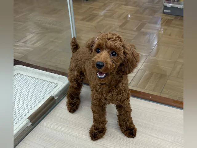 千葉県のトイプードル(トイ) (ペッツワン佐倉店/2024年11月17日生まれ/女の子/レッド)の子犬