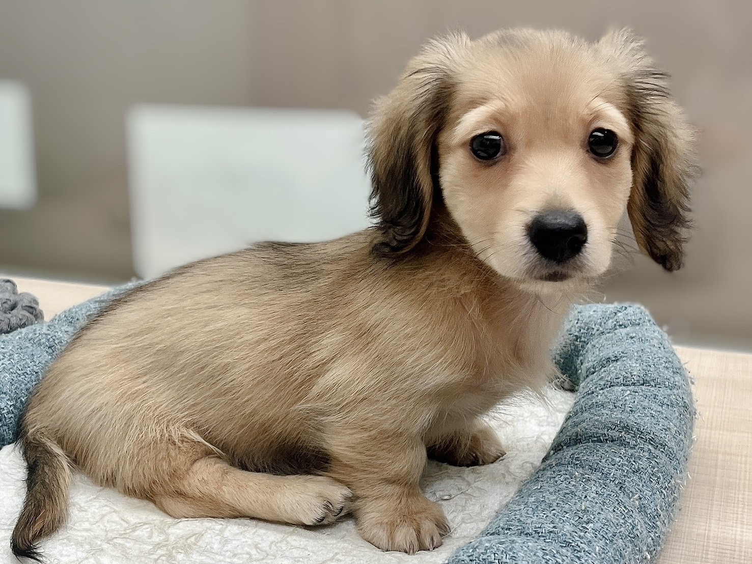 イタリア製 輸入雑貨 イヌ 犬 いぬ ダックスフント 置物