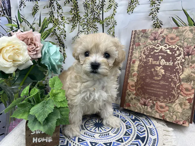 群馬県のハーフ犬・ミックス犬 (ペッツワン前橋小島田店/2025年4月4日生まれ/女の子/クリーム)の子犬