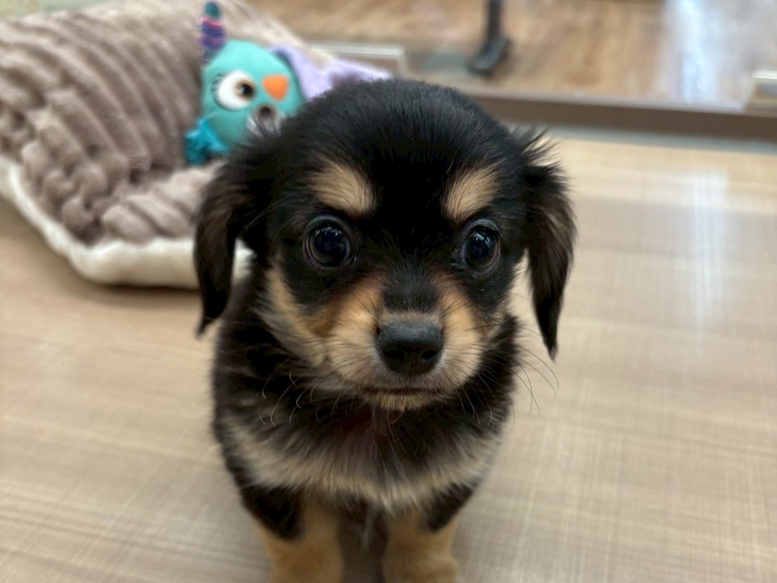 イヌヌワン ミックス犬 - 川島インター店 | ペッツワン