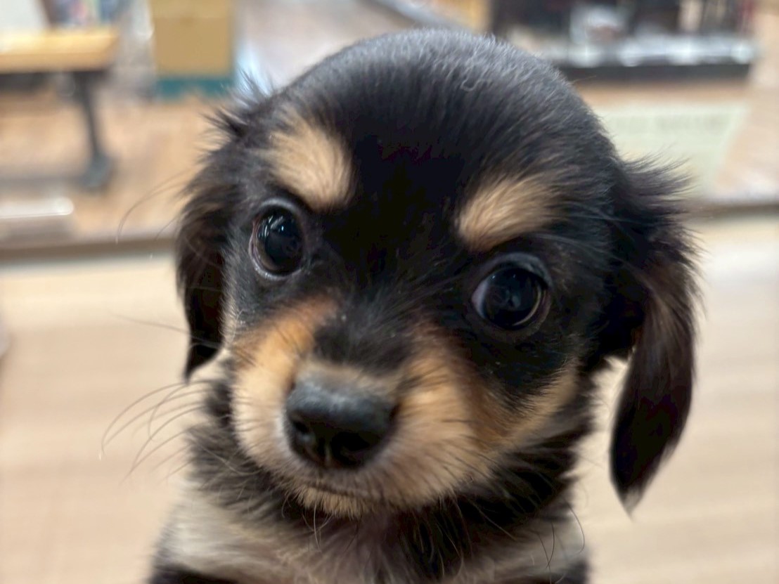 ミックス犬 - 川島インター店 | ペッツワン