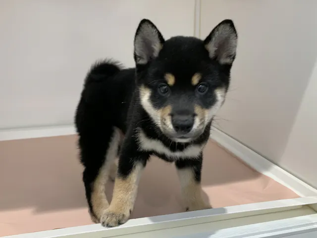 愛知県の柴犬(標準サイズ) (ペッツワン蒲郡店/2025年4月11日生まれ/男の子/黒)の子犬
