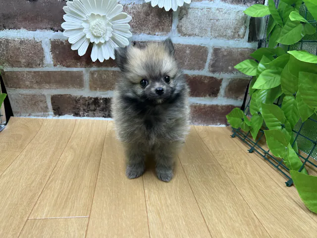 福島県のポメラニアン (ペッツワン白河モール店/2025年4月12日生まれ/男の子/オレンジ)の子犬