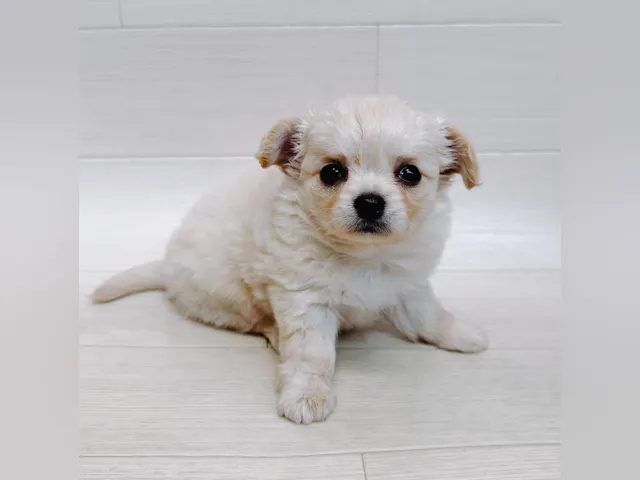 千葉県のチワワ(ロング) (ペッツワン東金店/2025年4月13日生まれ/女の子/クリーム)の子犬