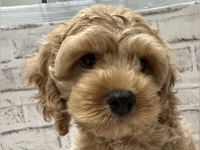 宮城県のハーフ犬・ミックス犬 (ペッツワン古川店/2025年4月4日生まれ/男の子/バフ)の子犬