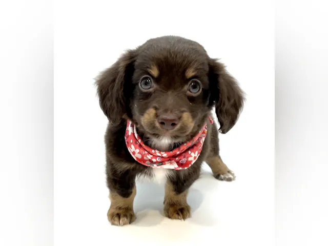 埼玉県のハーフ犬・ミックス犬 (ペッツワン行田店/2025年4月13日生まれ/男の子/チョコレートタンホワイト)の子犬