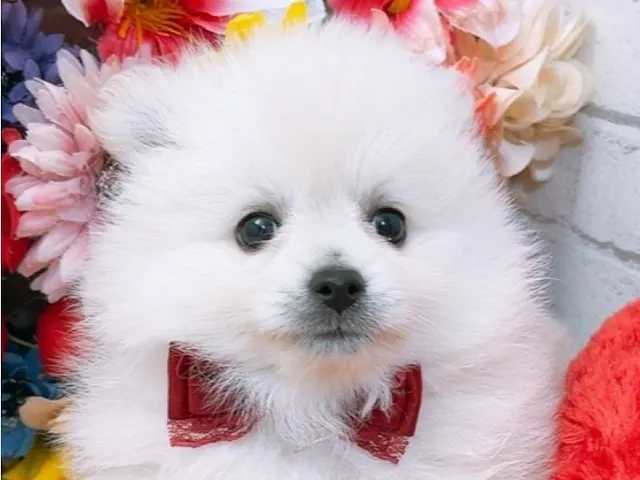 沖縄県のポメラニアン (ペッツワンFCあがり浜店/2025年3月20日生まれ/男の子/クリーム)の子犬