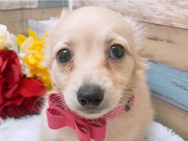 沖縄県のハーフ犬・ミックス犬 (ペッツワンFCあがり浜店/2025年3月8日生まれ/男の子/イエロー)の子犬