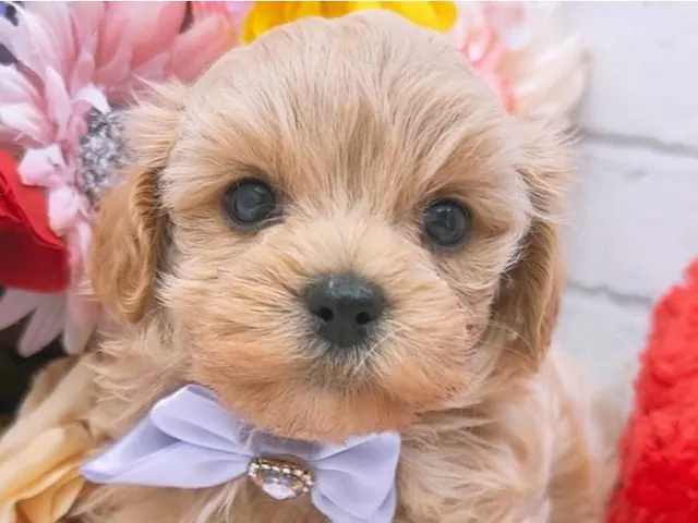 沖縄県のハーフ犬・ミックス犬 (ペッツワンFCサンプラザ糸満店/2025年4月12日生まれ/男の子/アプリコット)の子犬