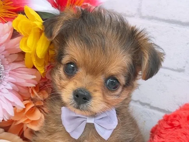 沖縄県のハーフ犬・ミックス犬 (ペッツワンFCあがり浜店/2025年3月31日生まれ/男の子/フォーン)の子犬