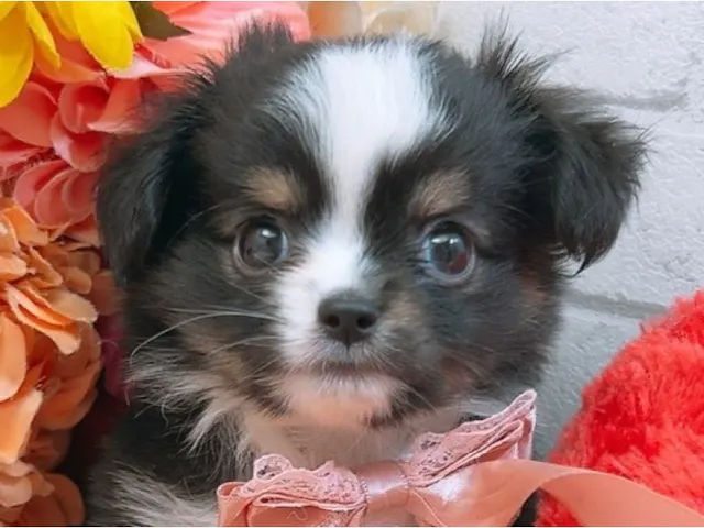 沖縄県のハーフ犬・ミックス犬 (ペッツワンFCサンプラザ糸満店/2025年3月28日生まれ/男の子/ブラックタンホワイト)の子犬