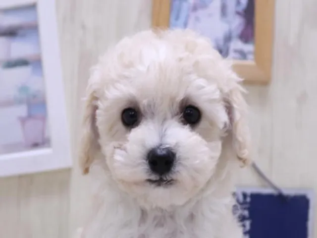 滋賀県のハーフ犬・ミックス犬 (ペッツワン甲賀店/2025年2月9日生まれ/女の子/クリーム)の子犬