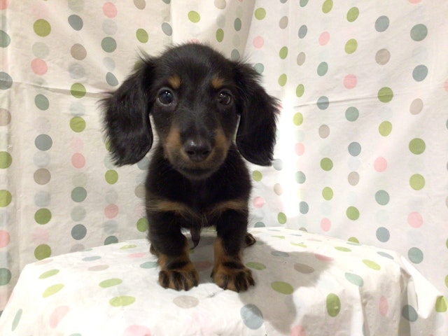 イヌ - 高萩店 | ペッツワン