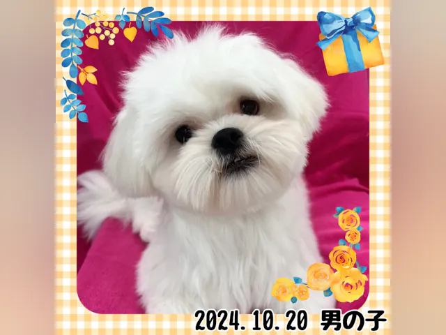 神奈川県のハーフ犬・ミックス犬 (ペッツワンりんかんモール店/2024年10月20日生まれ/男の子/ホワイト)の子犬