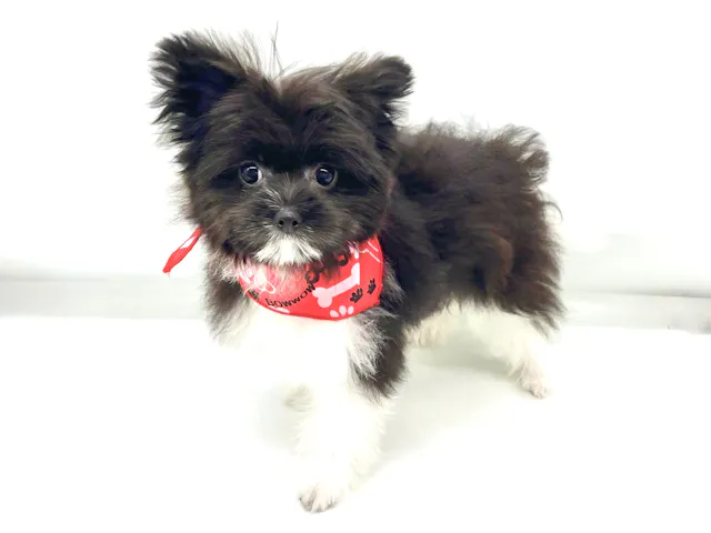 埼玉県のハーフ犬・ミックス犬 (ペッツワンなめがわモール店/2025年2月13日生まれ/男の子/その他色)の子犬