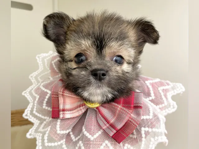 岐阜県のハーフ犬・ミックス犬 (ペッツワン可児店/2025年4月13日生まれ/女の子/ホワイトゴールド)の子犬