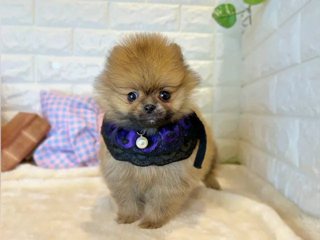 京都府のポメラニアン (ペッツワン亀岡店/2025年4月14日生まれ/男の子/オレンジ)の子犬