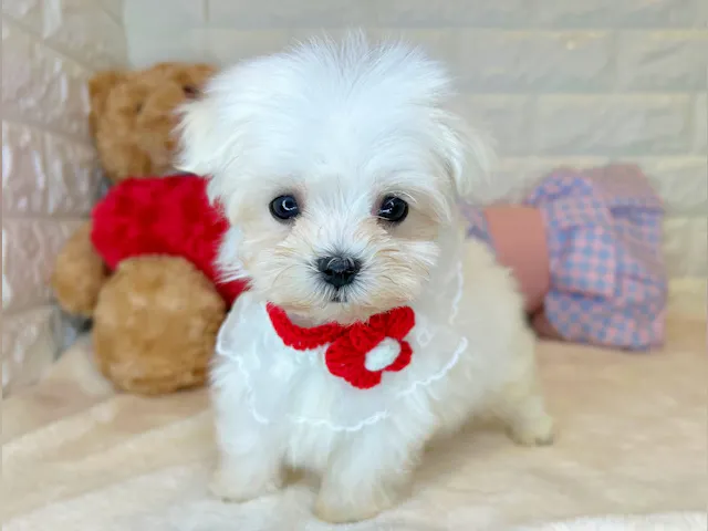 京都府のマルチーズ (ペッツワン亀岡店/2025年4月17日生まれ/男の子/ホワイト)の子犬