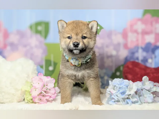 兵庫県の柴犬(標準サイズ) (ペッツワン神戸西神南店/2025年4月16日生まれ/男の子/赤)の子犬