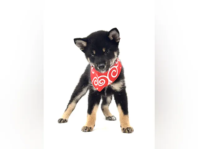 埼玉県の柴犬(標準サイズ) (ペッツワン深谷川本店/2025年4月6日生まれ/女の子/黒)の子犬