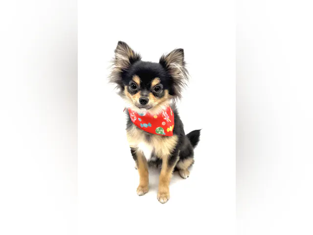 埼玉県のハーフ犬・ミックス犬 (ペッツワン深谷川本店/2024年12月2日生まれ/男の子/ブラックタンホワイト)の子犬