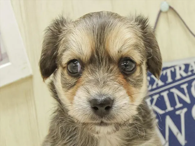 宮城県のハーフ犬・ミックス犬 (ペッツワン仙台富谷店/2025年4月12日生まれ/男の子/レッド)の子犬
