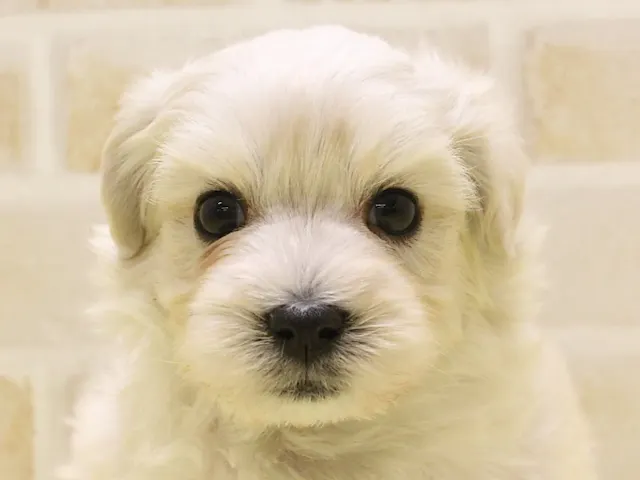 千葉県のハーフ犬・ミックス犬 (ペッツワン稲沢ハーモニーランド店/2025年1月5日生まれ/男の子/クリーム)の子犬