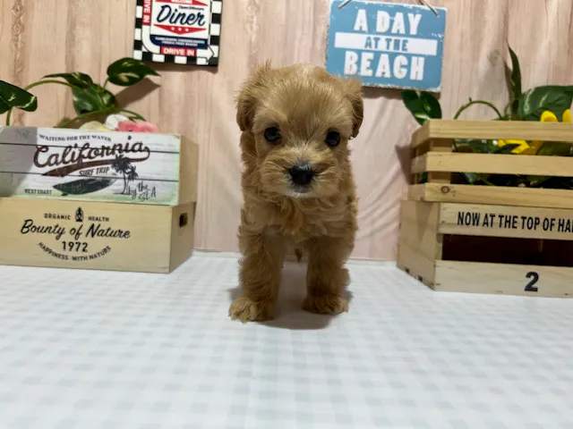 静岡県のハーフ犬・ミックス犬 (ペッツワン浜松市野店/2025年4月19日生まれ/男の子/その他色)の子犬
